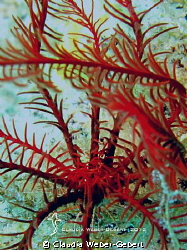 feather star by Claudia Weber-Gebert 